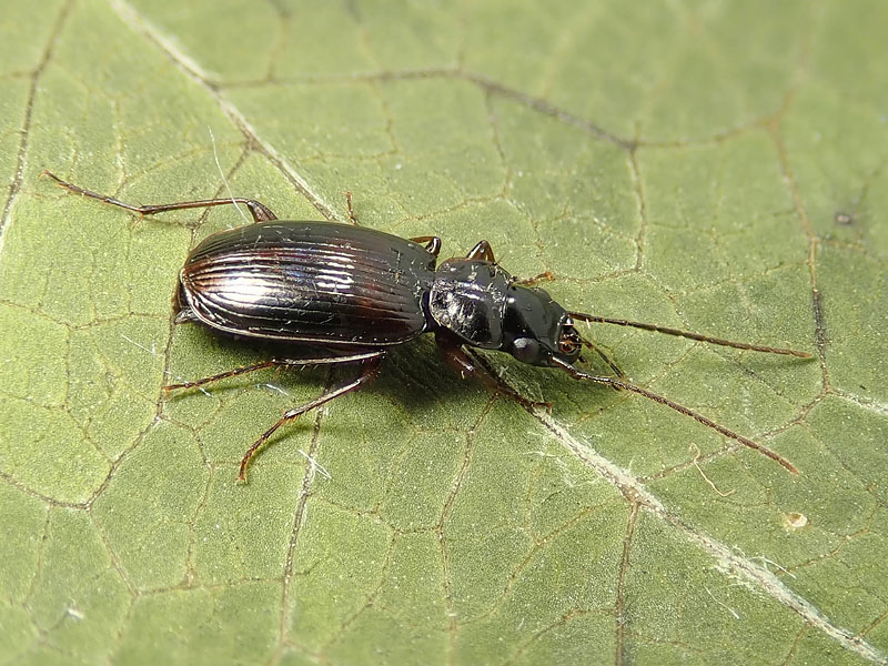 Carabidae da identificare